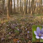 Leberblümchen (Anemone hepatica)