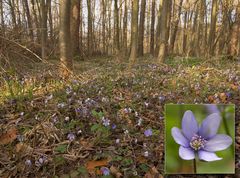 Leberblümchen (Anemone hepatica)