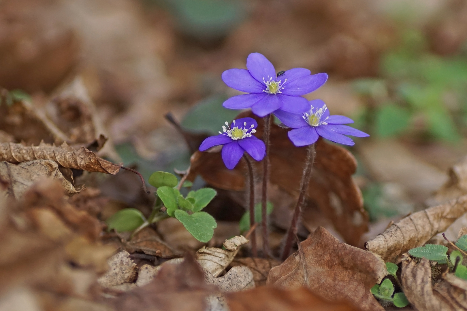 Leberblümchen (Anemone hepatica)