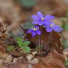 Leberblümchen (Anemone hepatica)