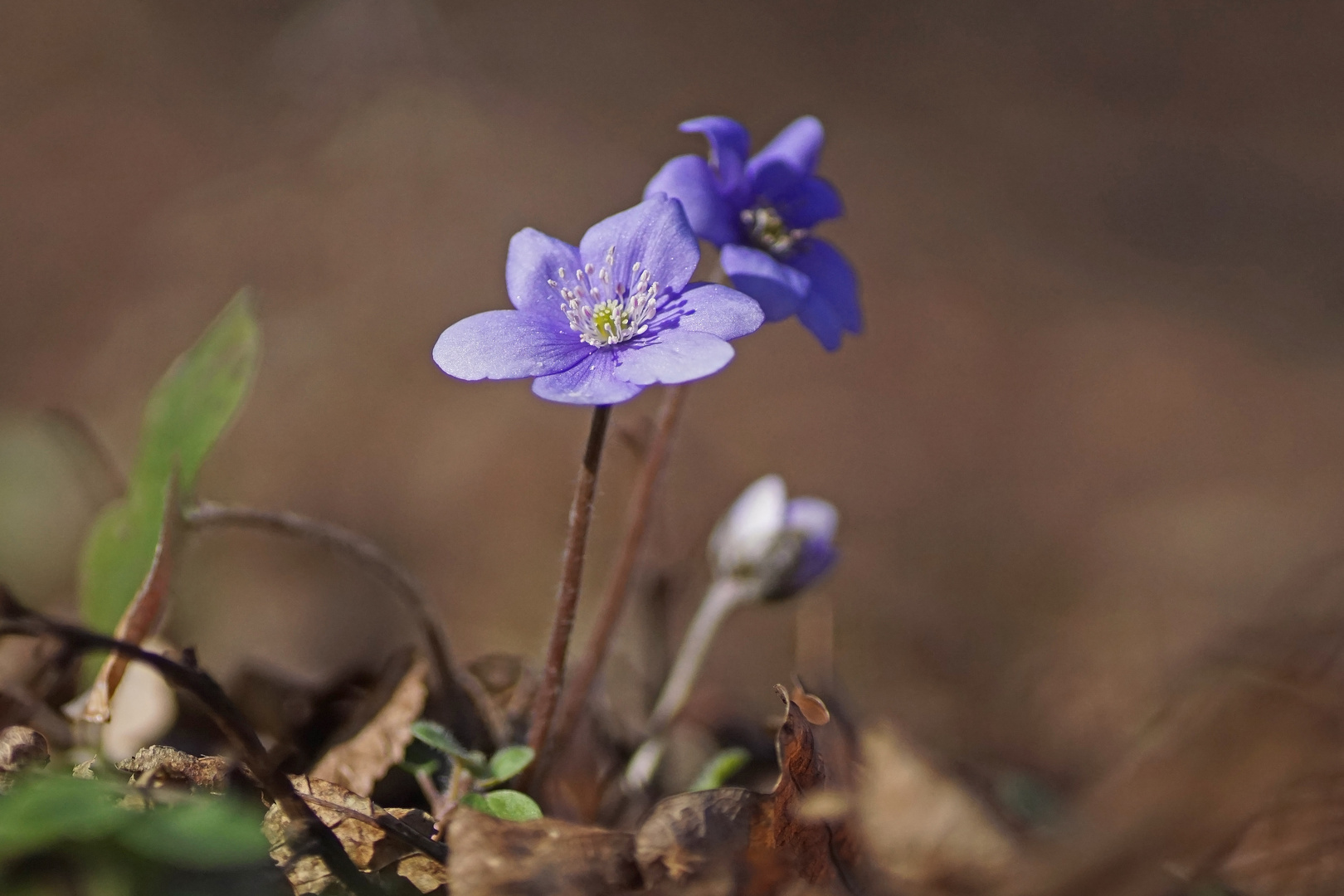 Leberblümchen (Anemone hepatica)