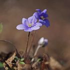 Leberblümchen (Anemone hepatica)