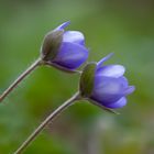 Leberblümchen (Anemone hepatica) / liverwort (Anemone hepatica)