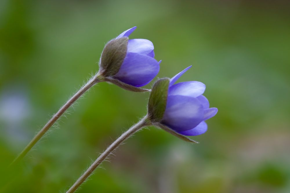 Leberblümchen (Anemone hepatica) / liverwort (Anemone hepatica)