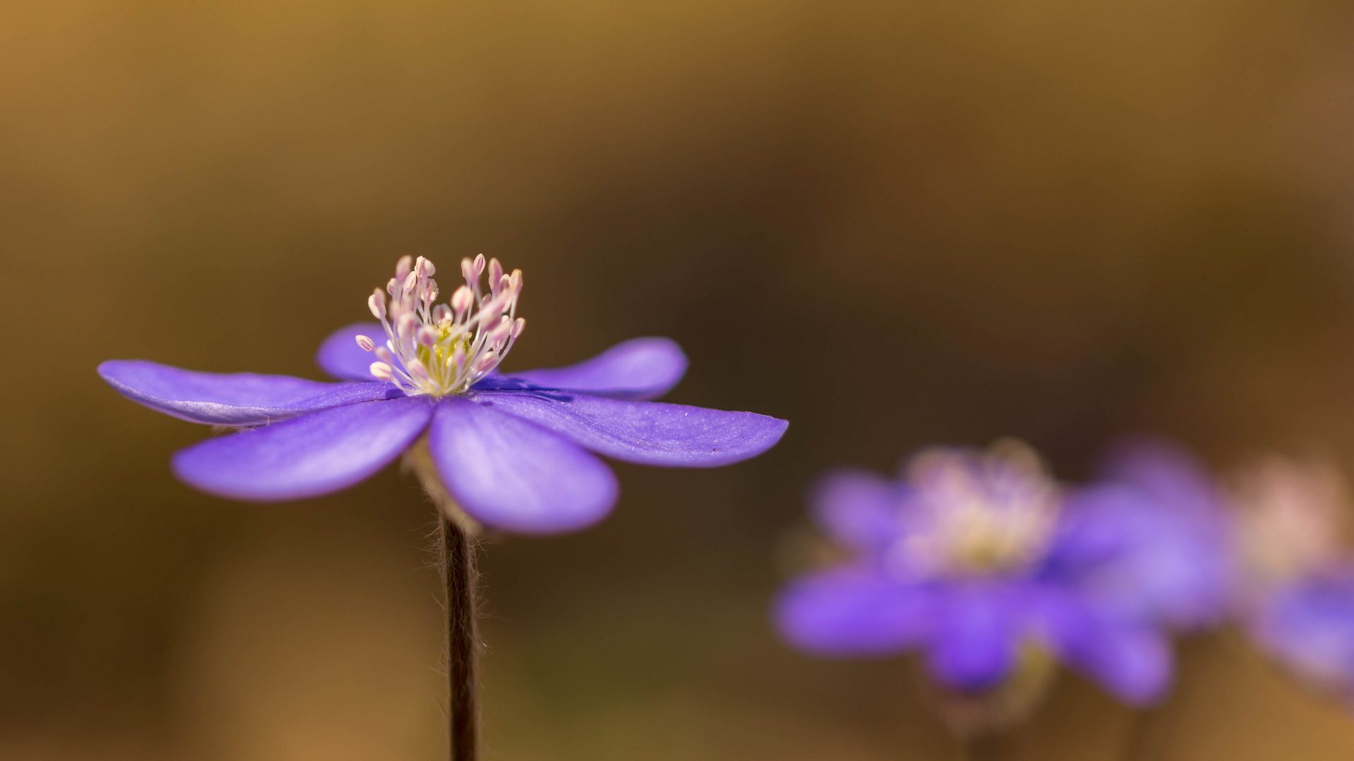 Leberblümchen auf Augenhöhe