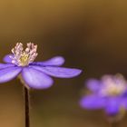 Leberblümchen auf Augenhöhe