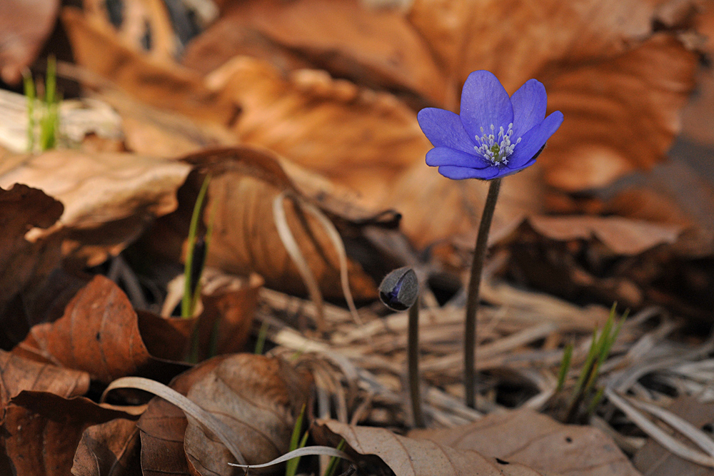 Leberblümchen – Aufbruch 01