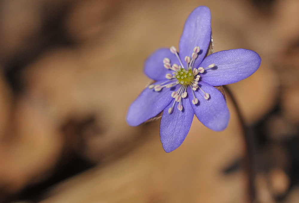 Leberblümchen – Aufbruch 03