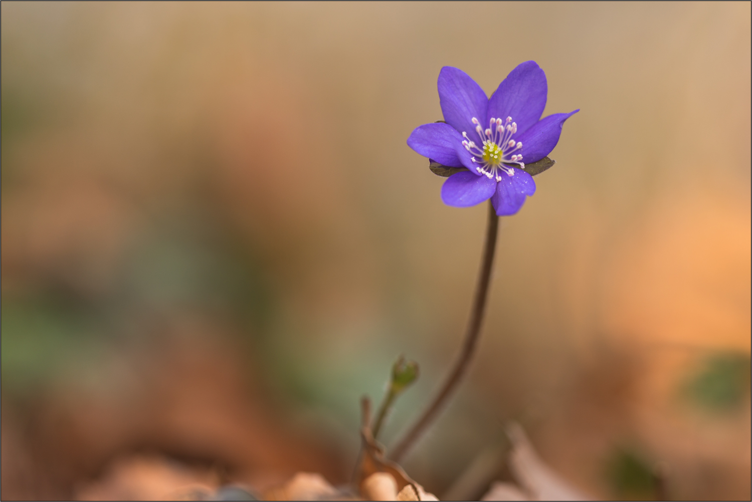 leberblümchen aus vergangen tagen II