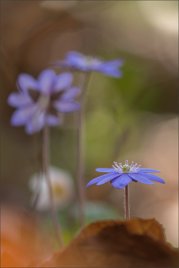 leberblümchen aus vergangenen tagen