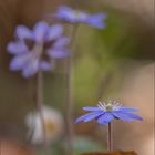 leberblümchen aus vergangenen tagen