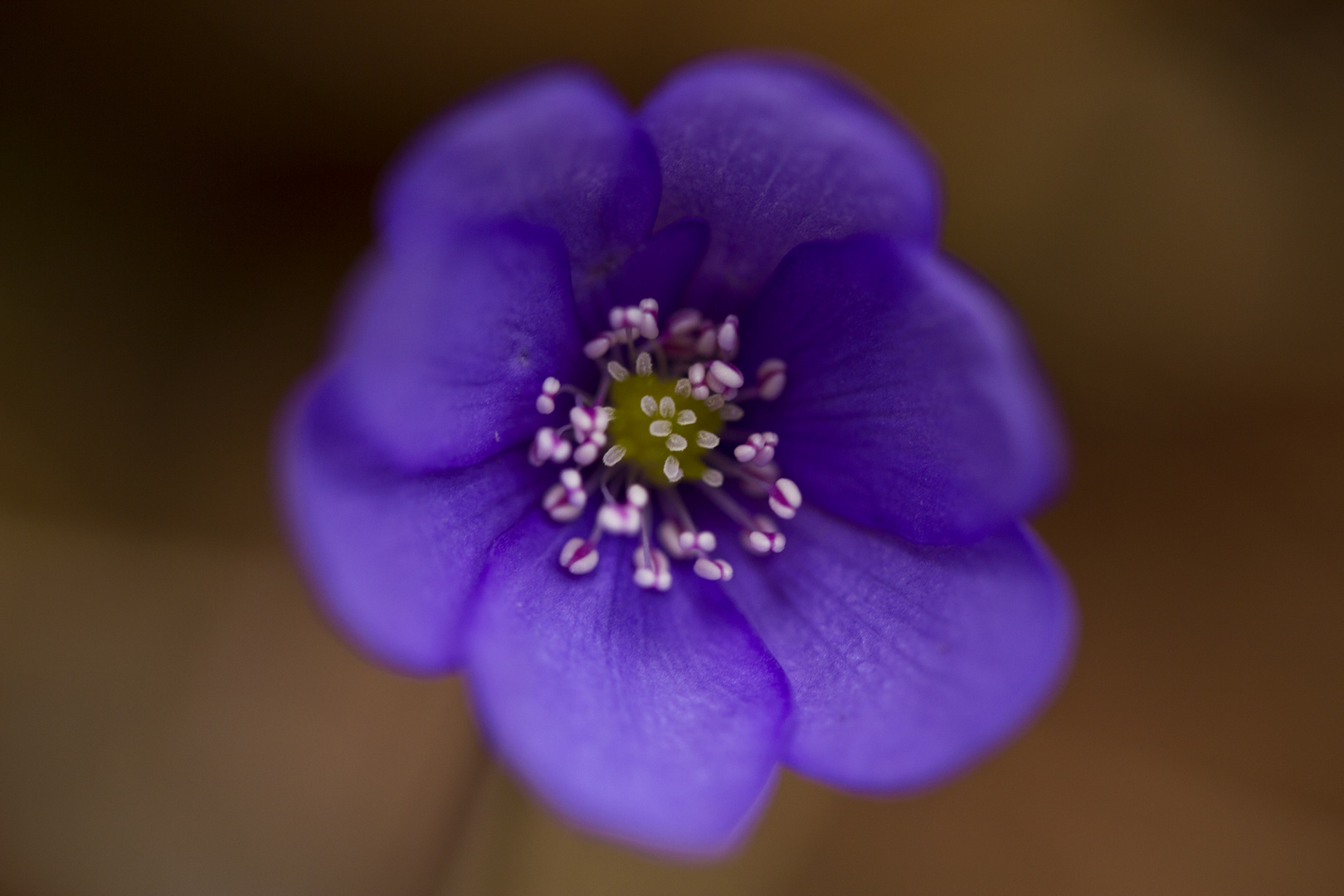 Leberblümchen