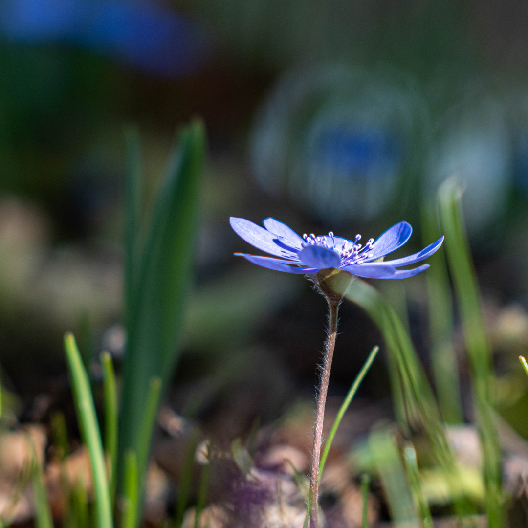 Leberblümchen