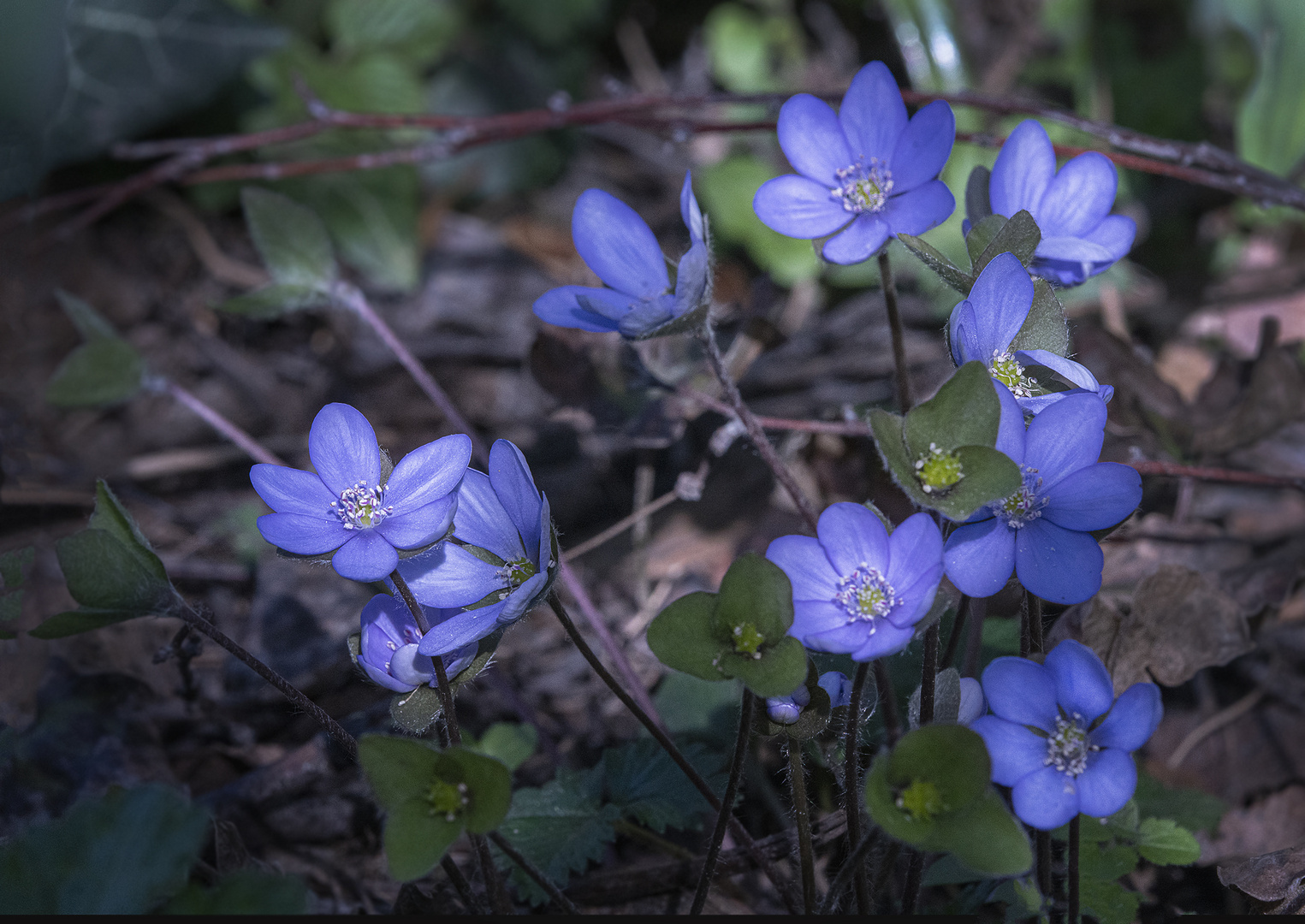 Leberblümchen