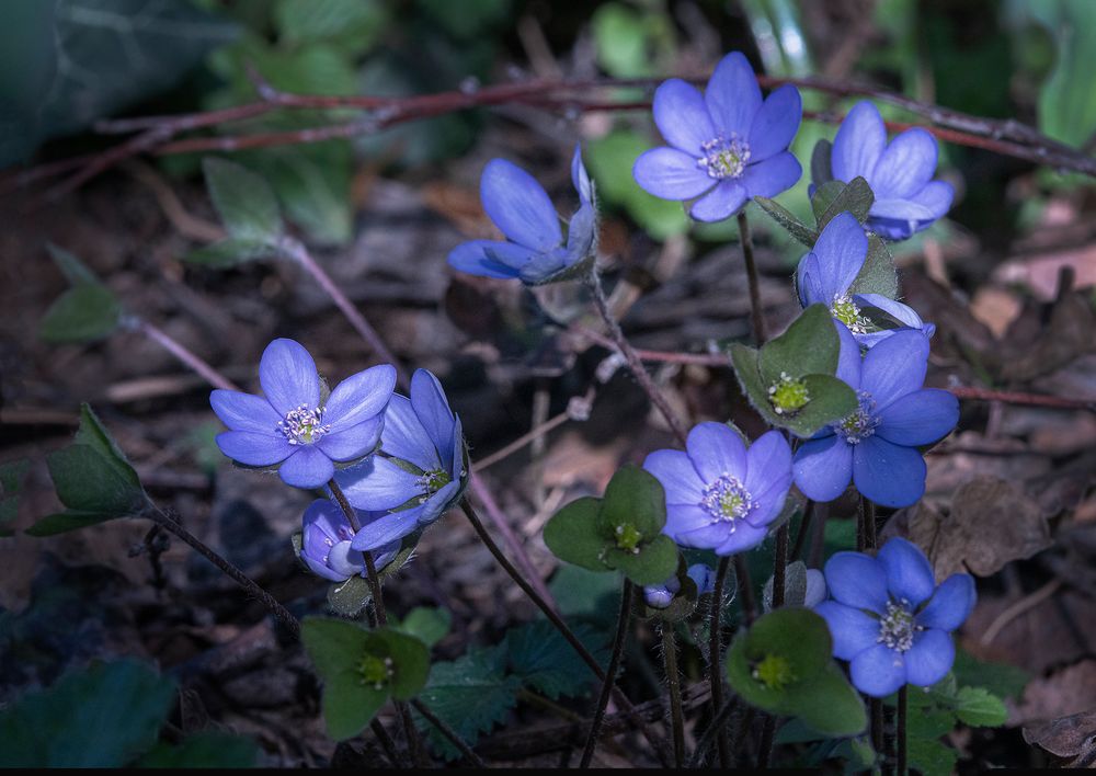 Leberblümchen