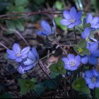 Leberblümchen