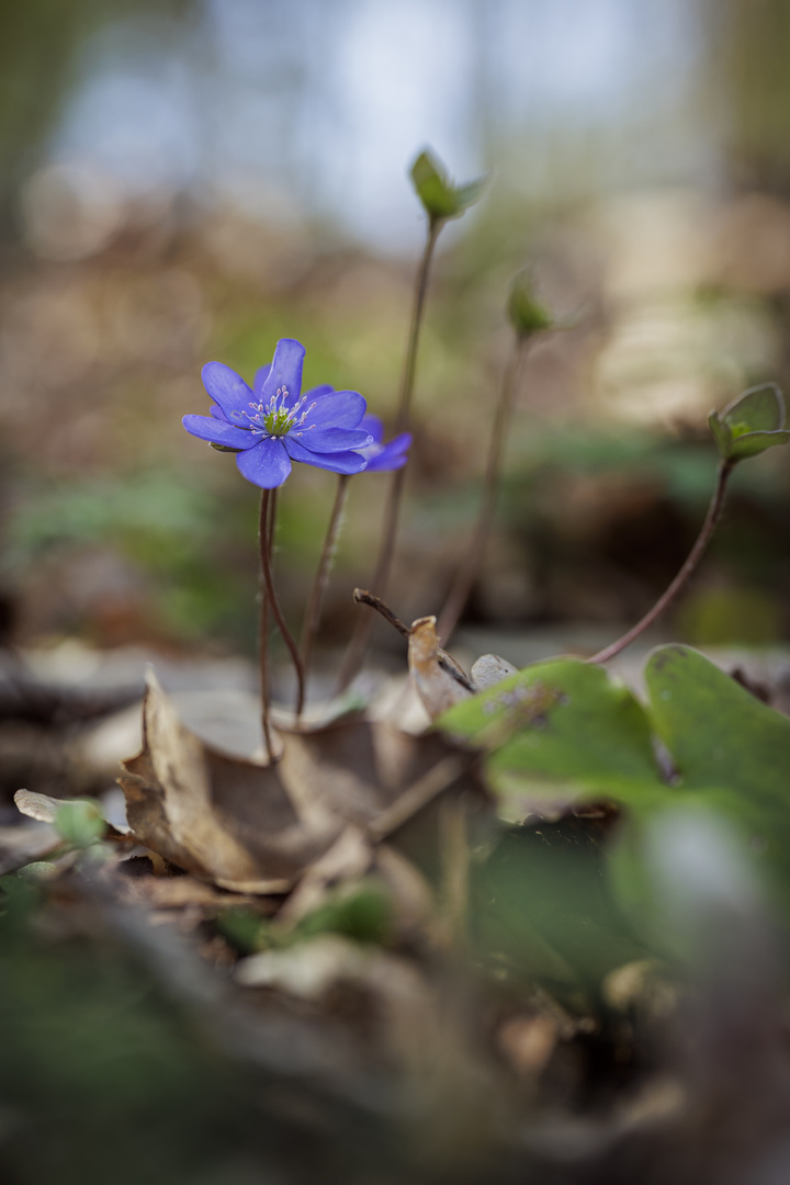 Leberblümchen