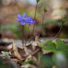 Leberblümchen