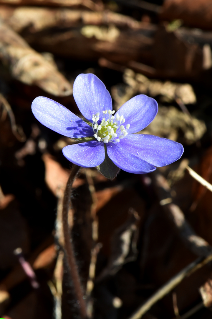 Leberblümchen