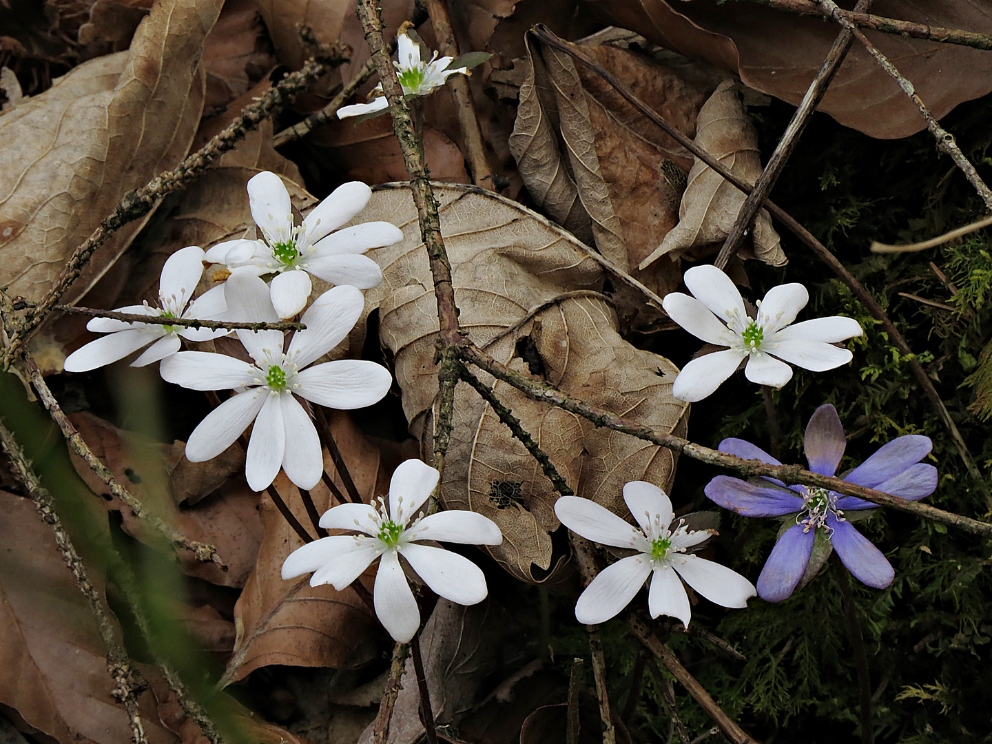 Leberblümchen