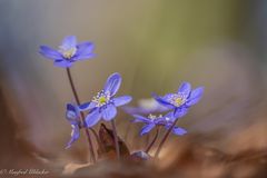 Leberblümchen ...
