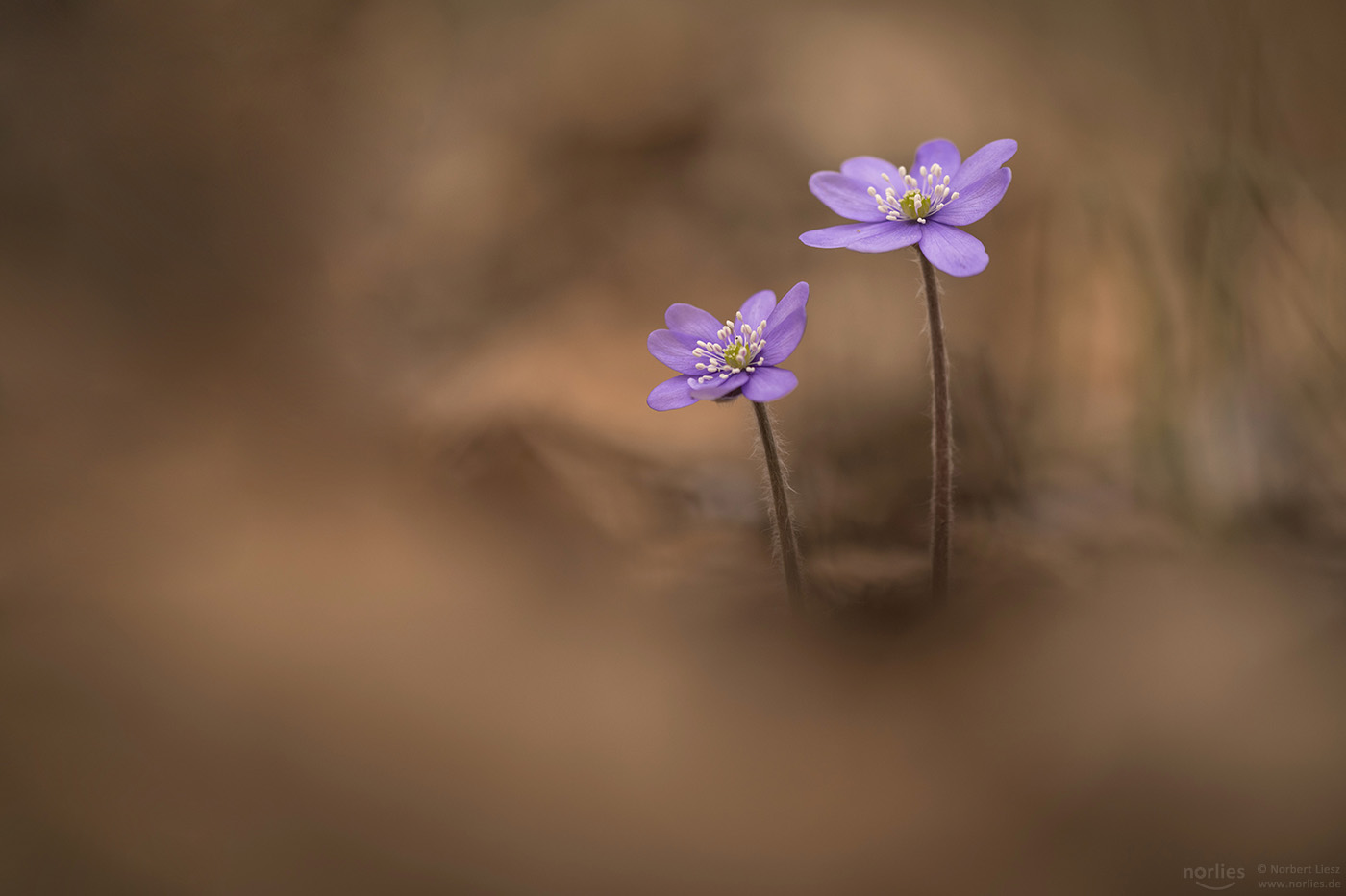 Leberblümchen