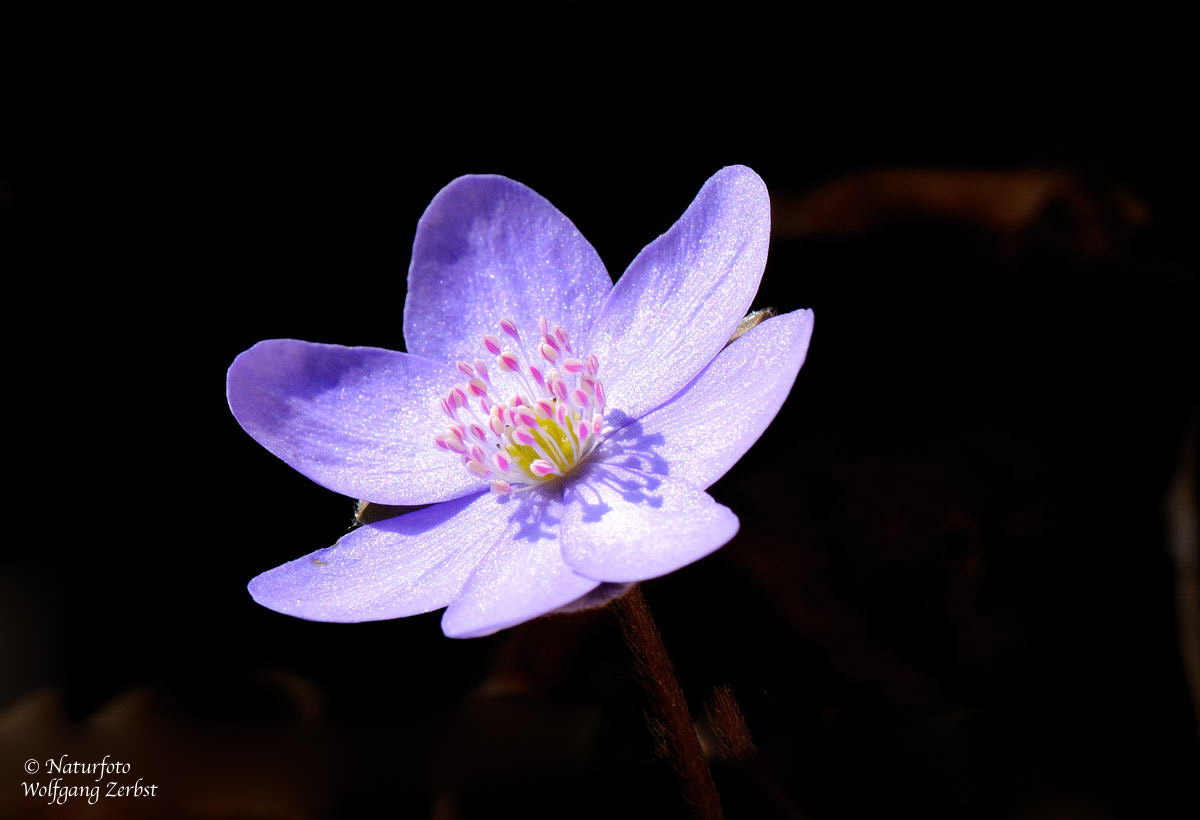 --- Leberblümchen ---