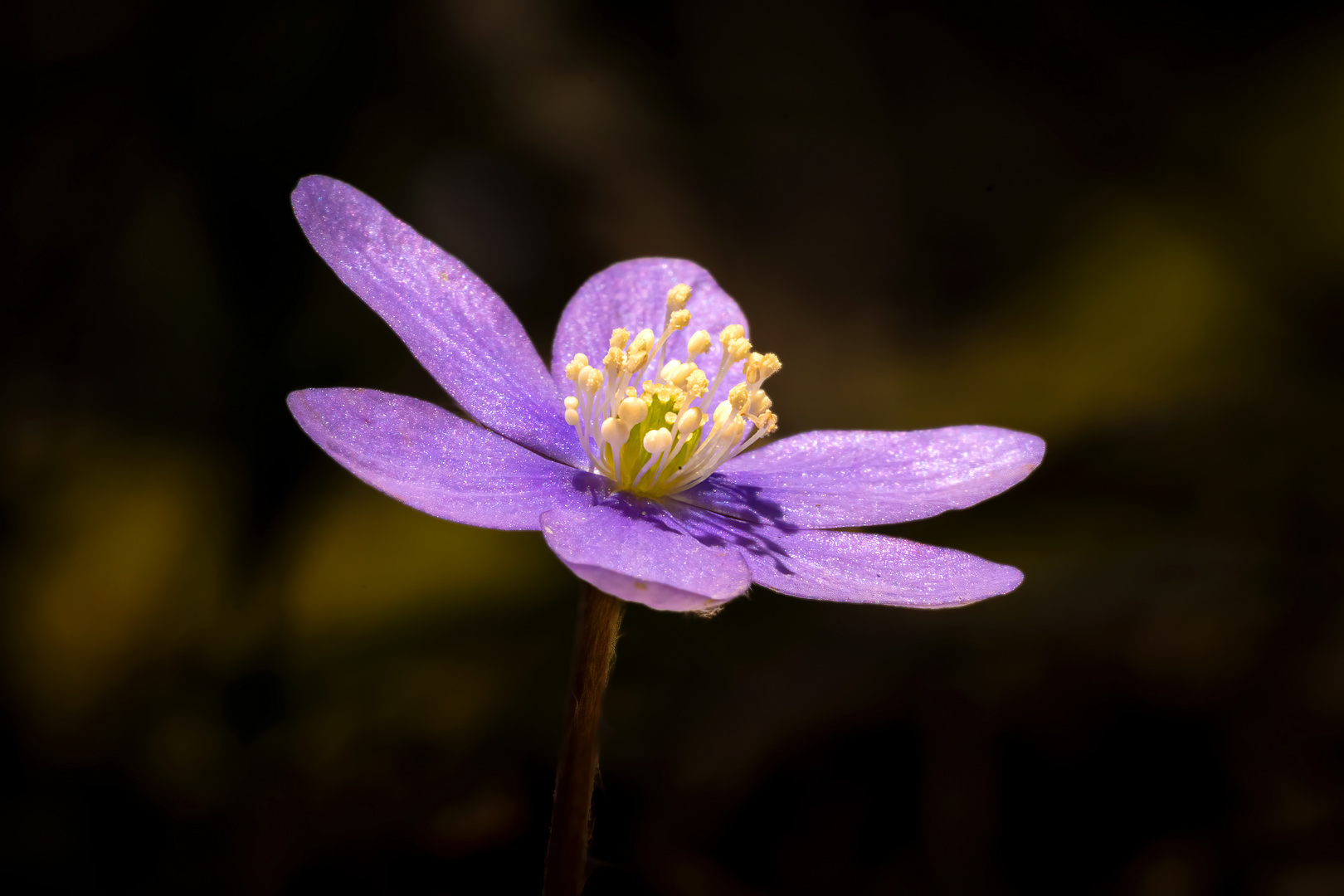 Leberblümchen