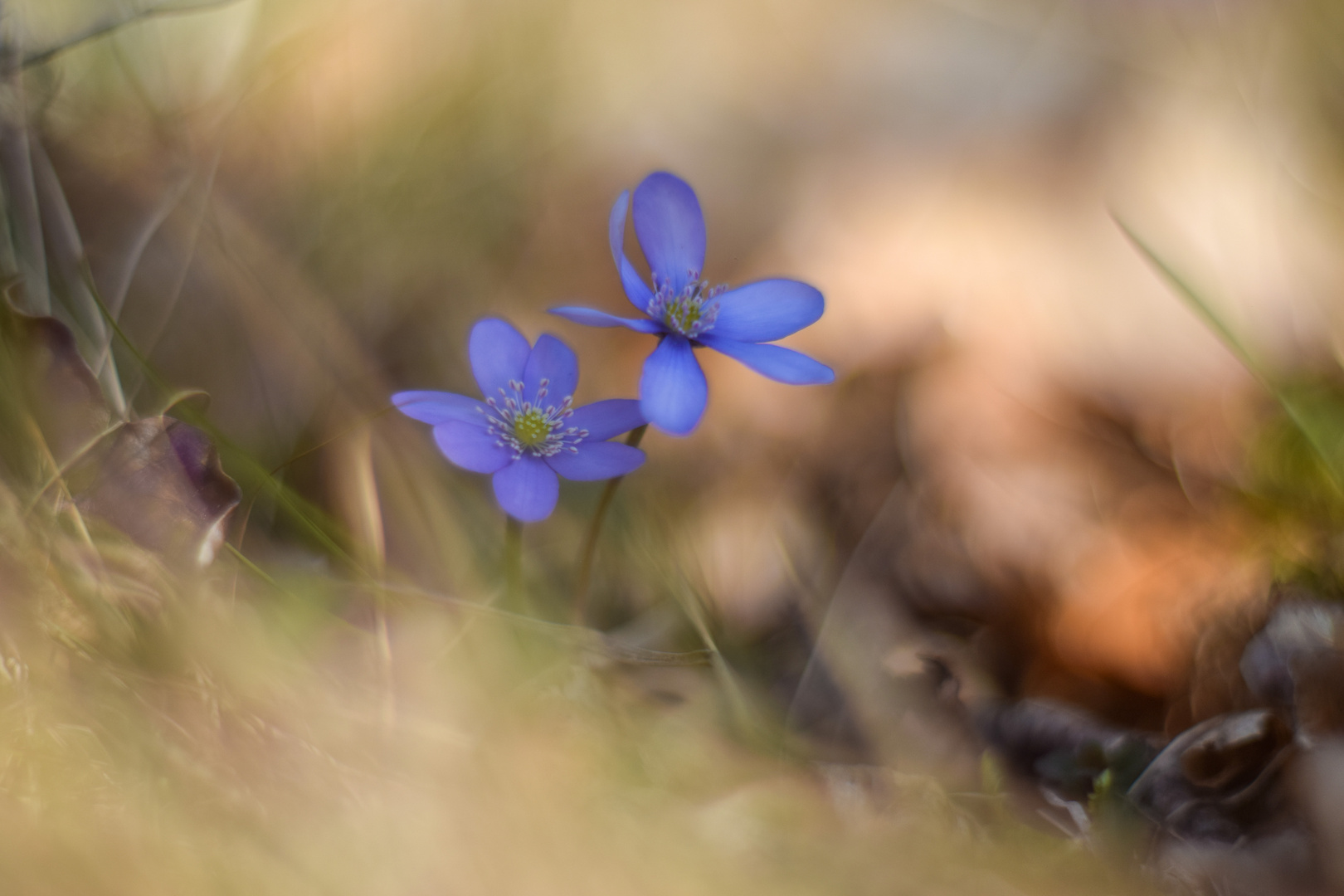 Leberblümchen