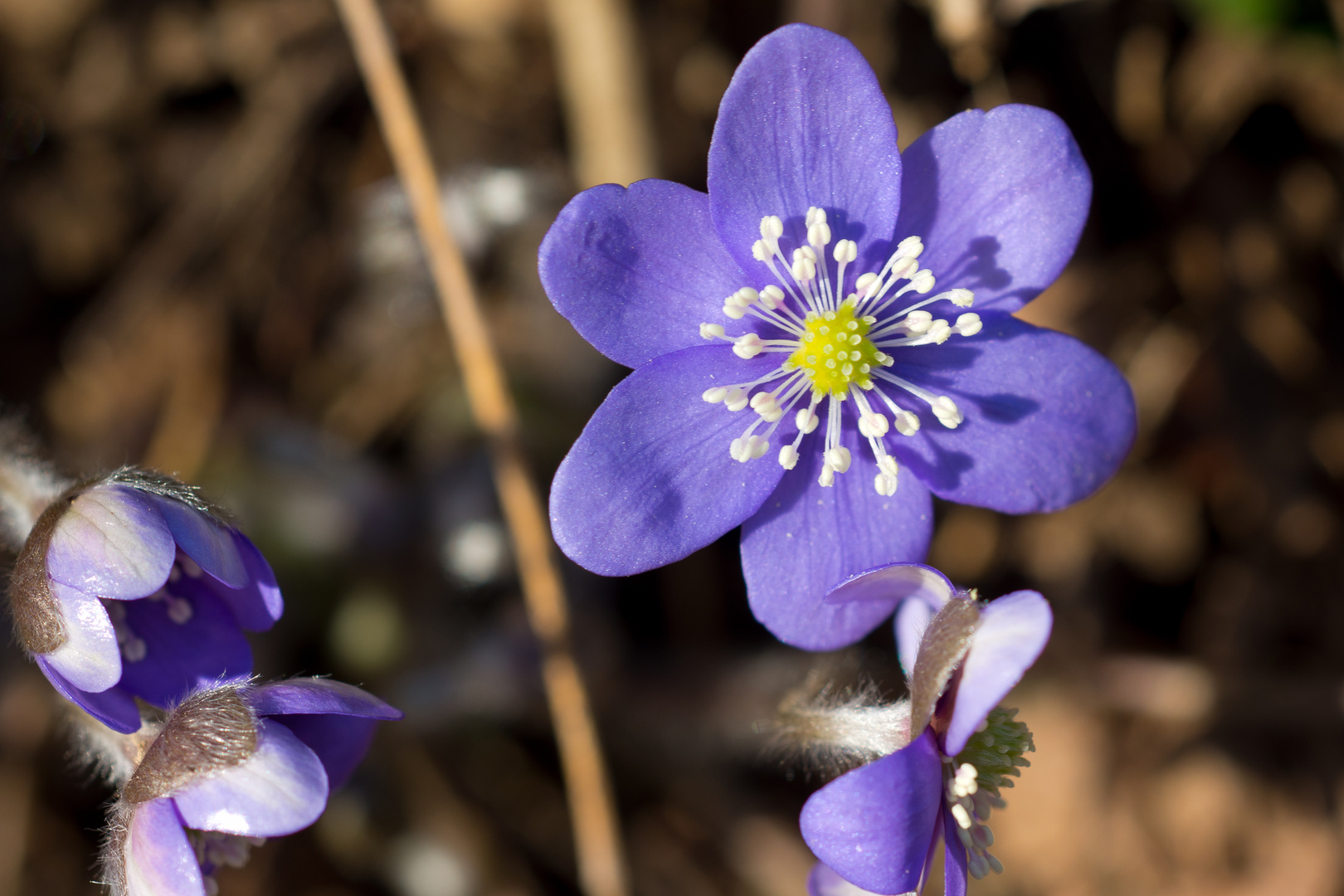 Leberblümchen