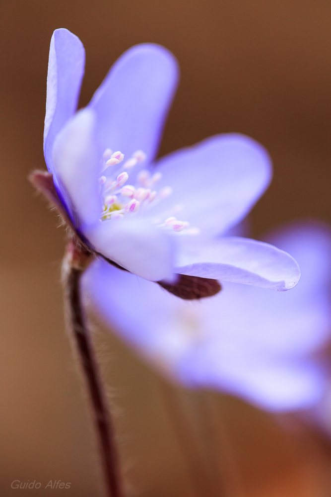 Leberblümchen