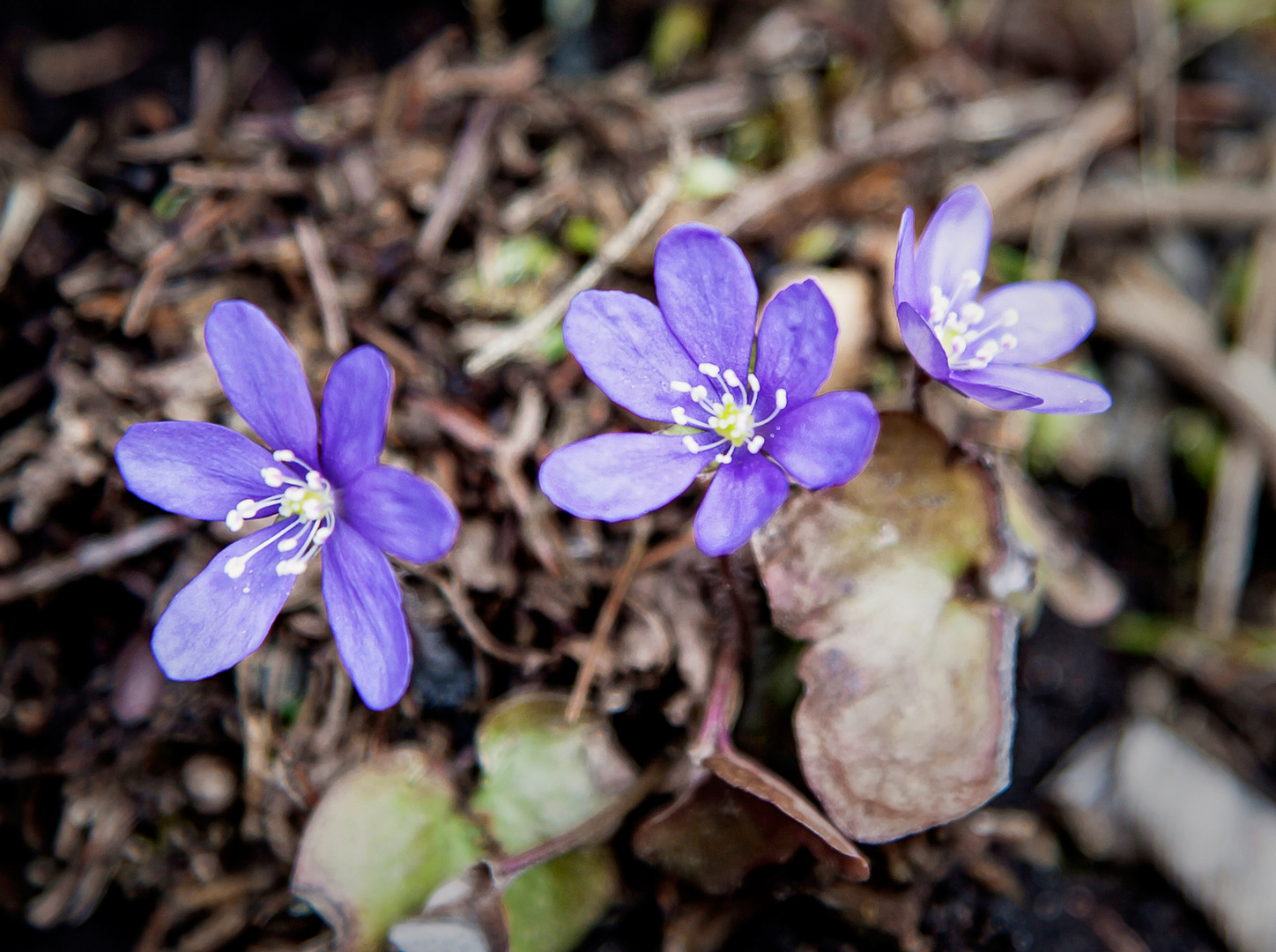 Leberblümchen