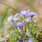 Leberblümchen 