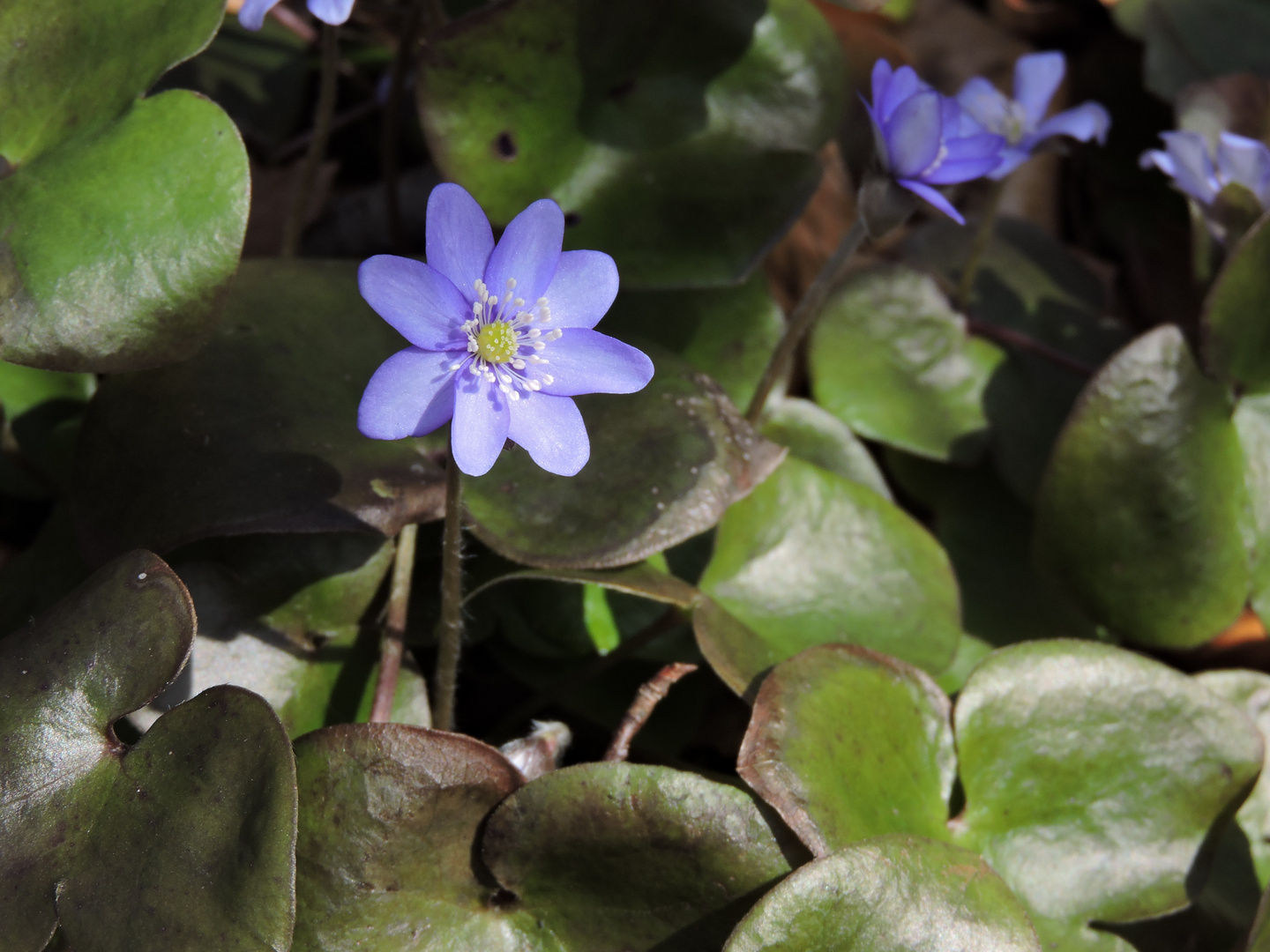 Leberblümchen