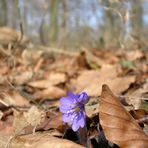 Leberblümchen