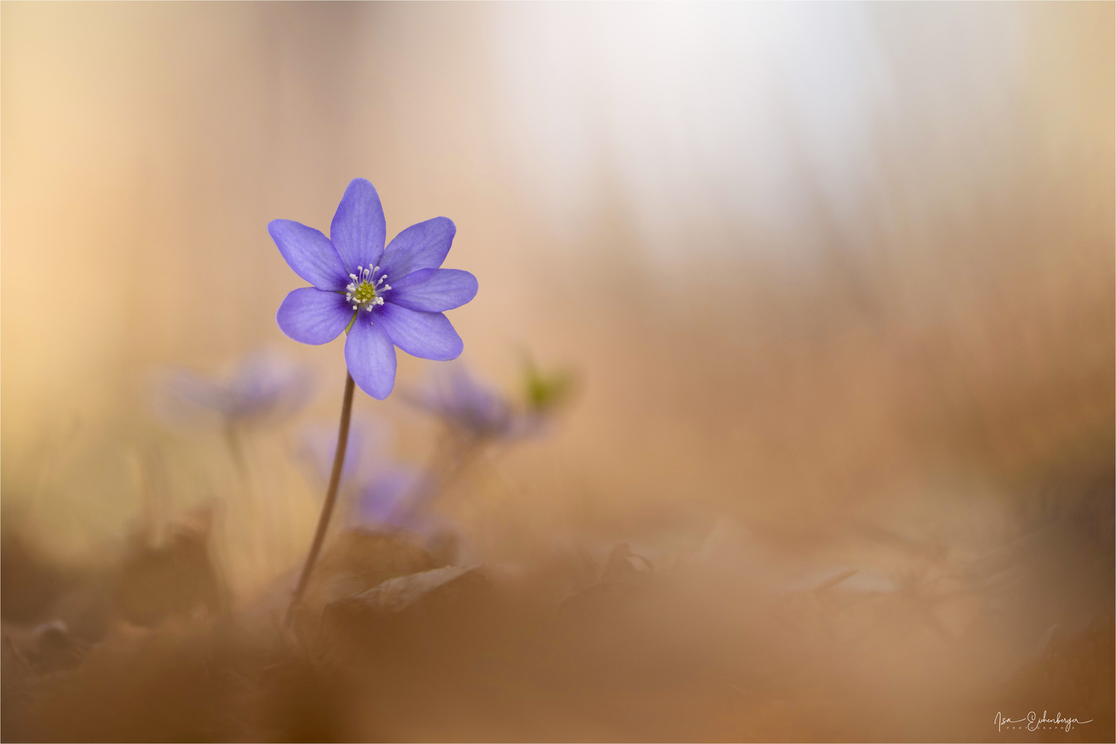 Leberblümchen