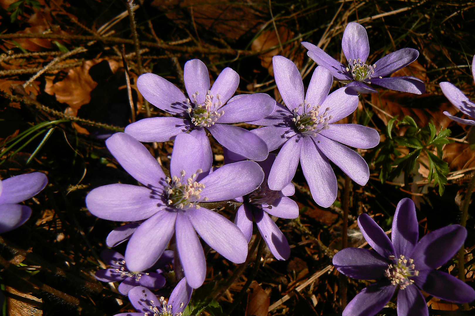 Leberblümchen