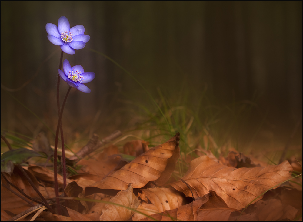 Leberblümchen....