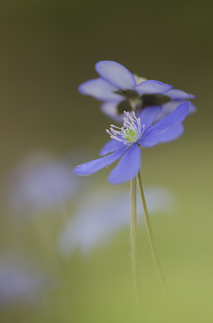 Leberblümchen