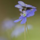 Leberblümchen