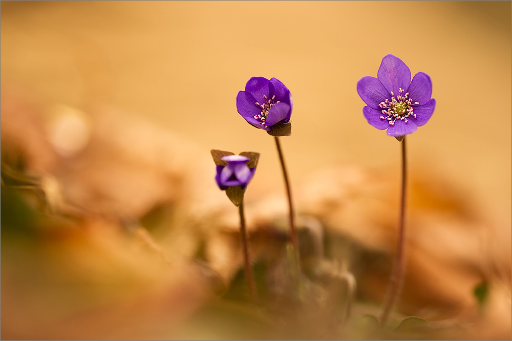 ***Leberblümchen...***