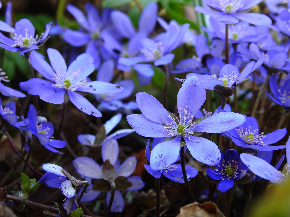 Leberblümchen