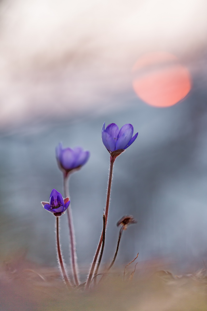 Leberblümchen