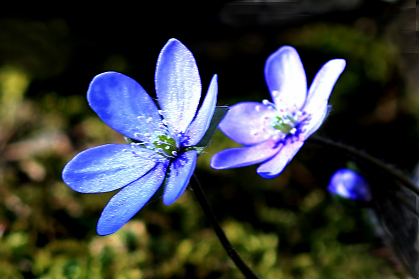 Leberblümchen