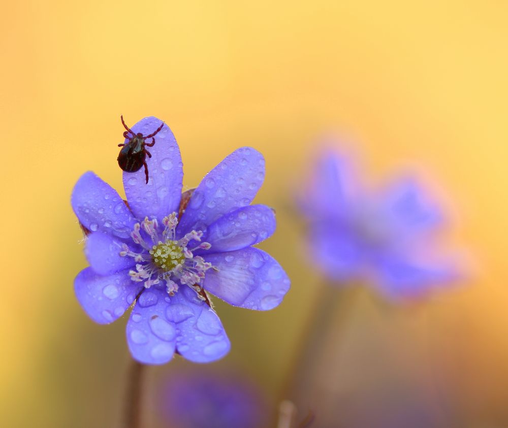 leberblümchen "besetzer"