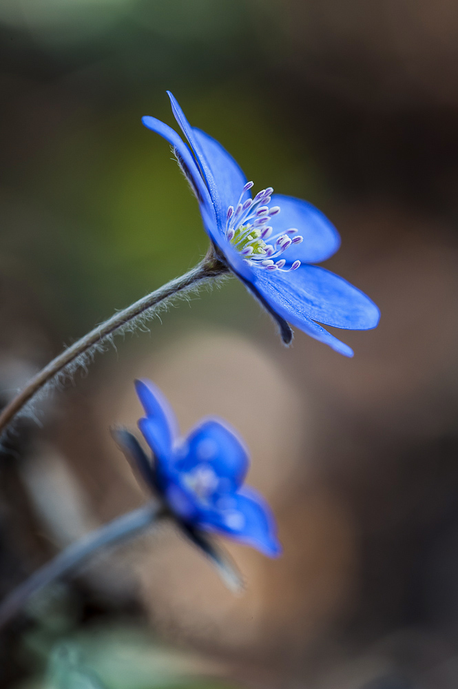 Leberblümchen