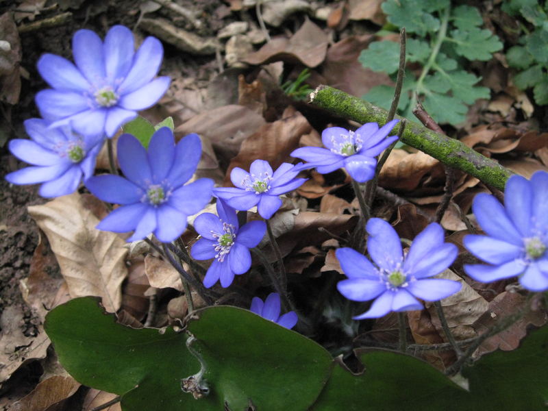 Leberblümchen -blauer Frühling