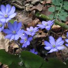 Leberblümchen -blauer Frühling