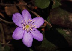 Leberblümchen blühen jetzt überall.