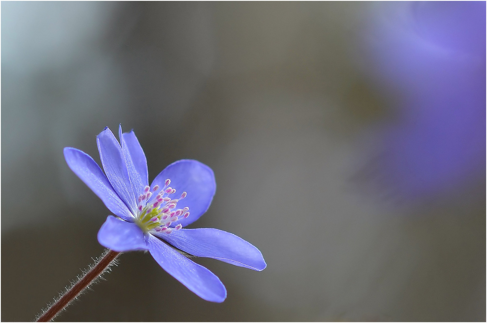 Leberblümchen Blüte